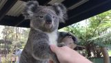 Χαιρετίζοντας τα ζώα της Αυστραλίας