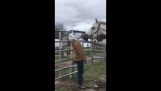 Overraskelse i hesten