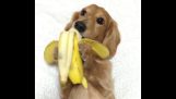 De hond met de banaan