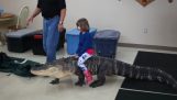 Een meisje op een alligator