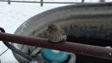 De salvare o vrabie care blocat de frig