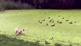 Pies chciał uruchomić na trawie