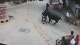 Taur împotriva motociclist