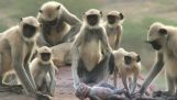 Μαϊμούδες θρηνούν για μια ψεύτικη μαϊμού