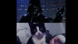 في حرب النجوم مع القطط