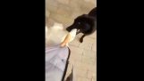 Σκύλος υπερασπίζεται το αφεντικό του από μια χήνα