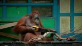 Orangutan rezanie dreva