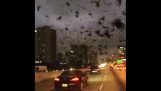 Enorme stormo di uccelli sopra la città di Houston
