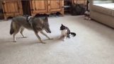 Coyotes contro gatto