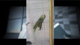 Ένας παπαγάλος τραγουδά το “The Monster”