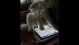 Kitten leger med en tablet