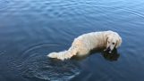 The impressive technical Fisherman dog