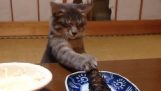 Il gatto vuole persistente pesce alla griglia