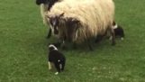 The first day on the job for a small sheepdog