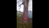 Puu jälkeen salamanisku