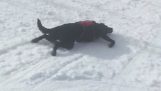 Un câine în zăpadă