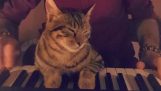 संगीतकार और उसकी बिल्ली