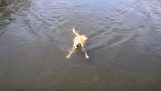 A dog swimming in the water front