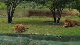 Löwin versucht, den Besuchern einen Safari-Park zu attackieren