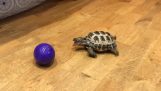 A tartaruga brincalhão
