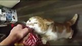 Μπόρις, ο λαίμαργος γάτος από τη Ρωσία