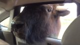 The bison wants some food