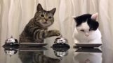 Two cats require their food