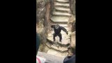 Scimpanzé nonna raggiunto