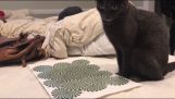 Kočka vs. iluze