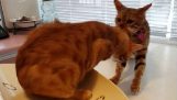 Un gatto aiuta il suo amico a lasciare il veterinario