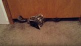 Şişman kedi kapının altından geçer
