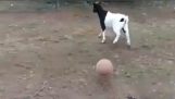 A cabra não foi bem com a bola