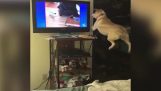 Ένας σκύλος θέλει να παίξει με τους σκύλους στην τηλεόραση