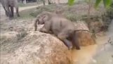 A small elephant seeking help from mom