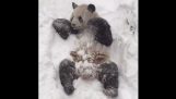 A Tian Tian mindig, szórakoztatta a hóban