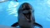 Το δελφίνι που γελάει