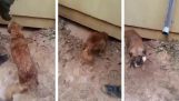 Hund räddar valp från att drunkna