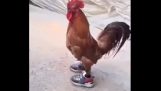 התרנגול עם נעלי ספורט