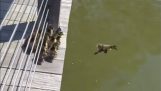 The ducklings make a big splash in the water