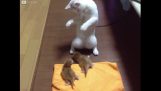 Γάτα σαμάνος πραγματοποιεί τελετή για τα γατάκια της