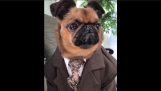 सूट के साथ कुत्ते