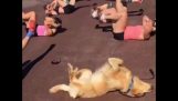 Hund imitiert Frauen tun Gymnastik