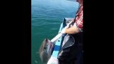 Αυστραλός εναντίον καρχαρία