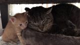 Котята успокоить дикую бездомную кошку
