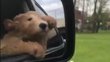 狗喜欢在车里坐