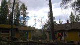 вырубка деревьев между двумя домами