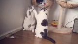 Katzen im wilden Duell
