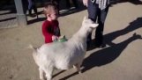 बकरी एक छोटे बच्चे को डराने