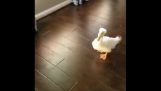 Det roliga duck walking