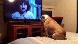 Ένας σκύλος αγριεύει καθώς βλέπει μια ταινία τρόμου